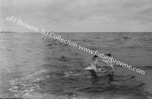 SEAGULLS RACING NEAR LAMBAY : BEATEN